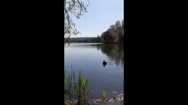 Vahşi ördekler, Regensburg Almanya yakınlarındaki yemyeşil kıyı bitkileriyle bahar gölünde sakince sürüklenirler.
