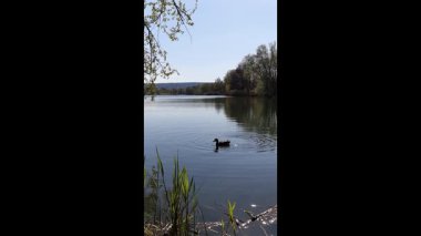 Vahşi ördekler, Regensburg Almanya yakınlarındaki yemyeşil kıyı bitkileriyle bahar gölünde sakince sürüklenirler.