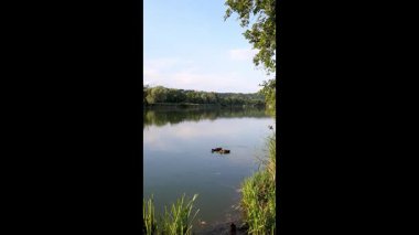 Vahşi ördekler, Regensburg Almanya yakınlarındaki yemyeşil kıyı bitkileriyle bahar gölünde sakince sürüklenirler.