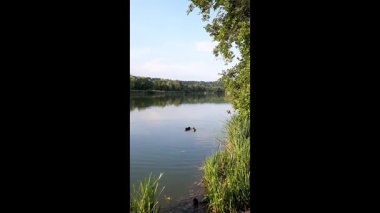 Vahşi ördekler, Regensburg Almanya yakınlarındaki yemyeşil kıyı bitkileriyle bahar gölünde sakince sürüklenirler.