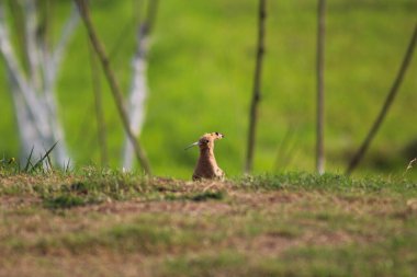 Otların arasında kuş yerleşimi