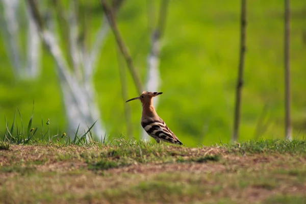 Hoopoe Bird Setting Green Grass — Stock Photo, Image