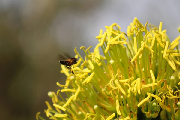 Honey Bee Collecting Pollen Flowers — Stock Photo, Image