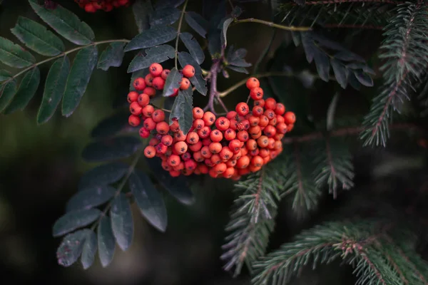 Rote Beeren Auf Einem Zweig — Stockfoto