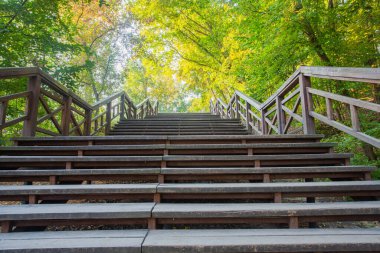 Tahta merdivenler ağaçların tepesinden yukarı çıkıyor.