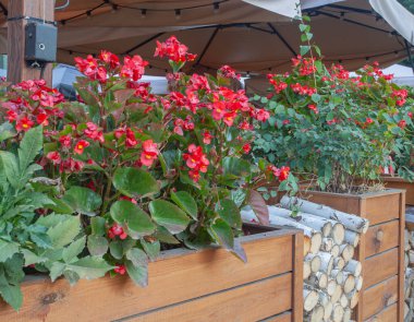 Süslü çiçek yatakları arasında huş ağacı kütükleri