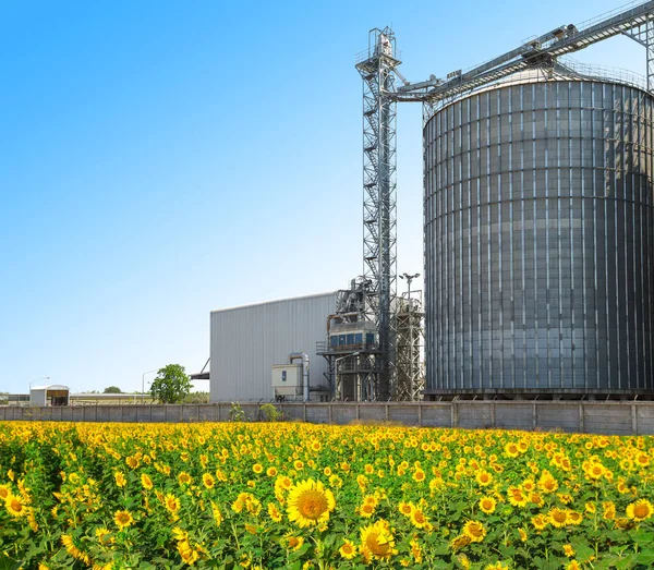 Agricultural Silos - Building Exterior, Storage and drying of grains, wheat, corn, soy, sunflower against the blue sky with sunflower fields.