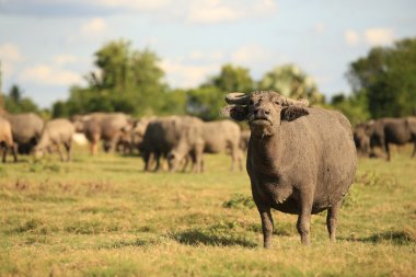 Pa Sak Barajı Lopburi, Tayland Tayland buffalo