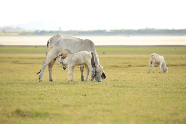 Un ternero amamantando leche materna . —  Fotos de Stock