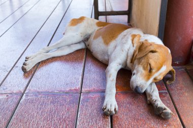 Tay köpek açık yerde uyku