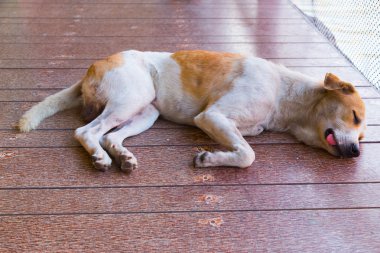 Tay köpek açık yerde uyku