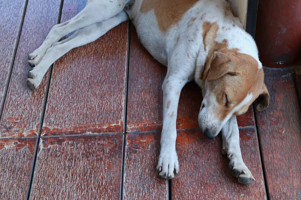 Tay köpek açık yerde uyku