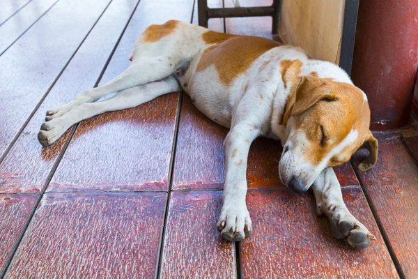 Schlafender thailändischer Hund im öffentlichen Raum — Stockfoto