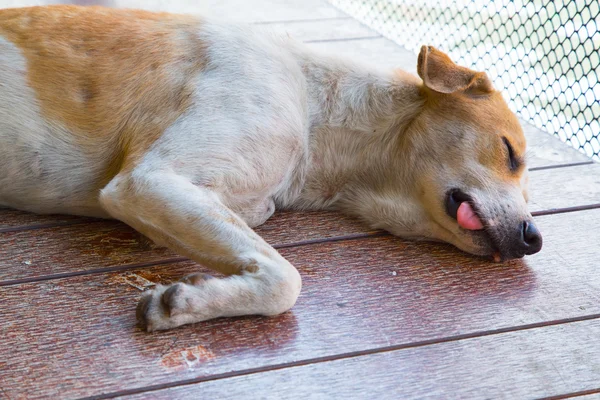 Dormir chien thaï dans un lieu public — Photo