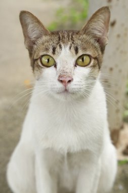 Kahverengi ve beyaz evsiz kedi (backgrou sokakta döşeme yukarıya kapatmak