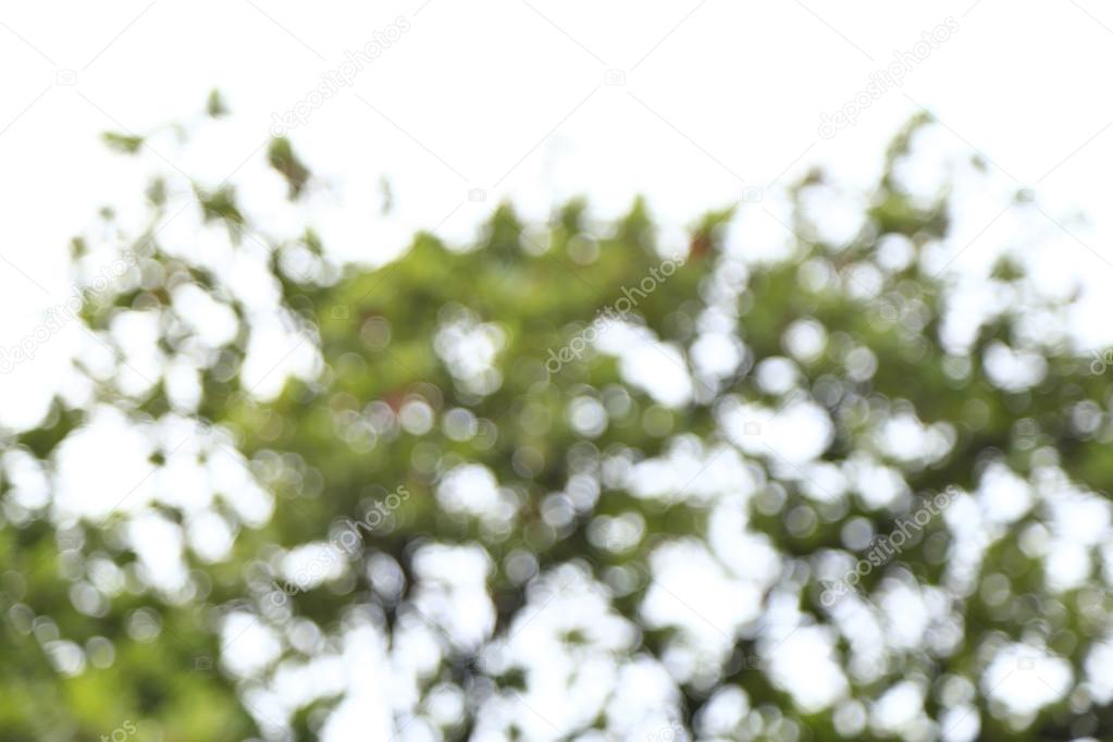 Nature green bokeh from tree background