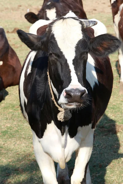 Una vaca dentro de un campo verde en una granja, Tailandia —  Fotos de Stock