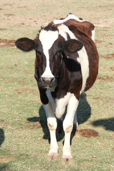 Kráva v zeleném poli na farmě, Thajsko — Stock fotografie