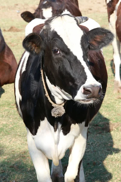 Una vaca dentro de un campo verde en una granja, Tailandia —  Fotos de Stock