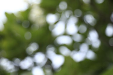 Ağaç arkaplanından doğa yeşil bokeh