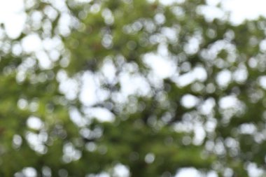 Ağaç arkaplanından doğa yeşil bokeh