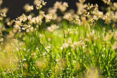 Arka arka plan bulanık taze yeşil otlar, yakın çekim b
