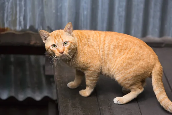 Cerca de gato amarillo sin hogar (fondo ) —  Fotos de Stock