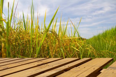 Gökyüzü arka planlı yeşil pirinç tarlası. Tayland 'daki pirinç tarlaları. Altın sarısı pirinç