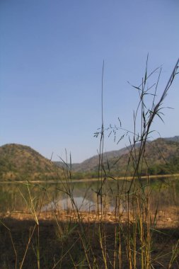 Bataklığın üzerinde çimenler var..