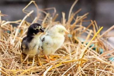 Sarı ve siyah piliçler samanlıkta.