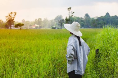 Çiftçi pirinç bitkisine bakarak durdu. Tayland 'daki pirinç tarlaları. Altın sarısı pirinç. Pirinç bitkisi hastalığı. Şapkalı bir çiftçi.