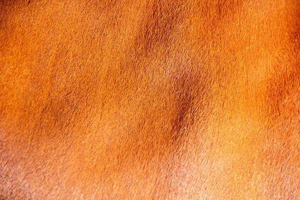 Texture Naturelle Marron Fourrure Vache Texture Fond Fourrure Vache Rouge — Photo