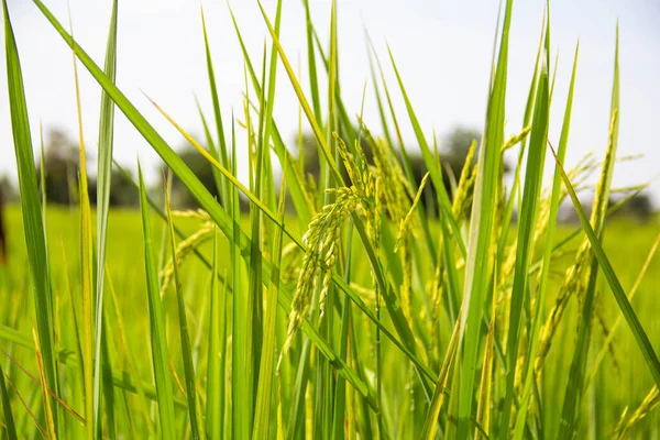 Campo Riso Verde Con Sfondo Cielo Campi Riso Thailandia Riso — Foto Stock