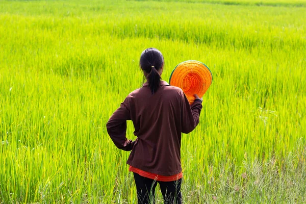 Rice fields in thailand. Golden yellow rice. Rice plant disease. The farmer stood looking at the rice plant.