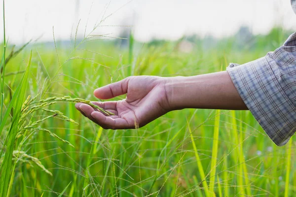 Tayland 'daki pirinç tarlaları. Altın sarısı pirinç. Pirinç bitkisi hastalığı. Çiftçi eli pirinç bitkisini tutuyor..