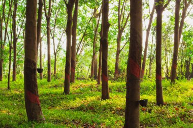 Kauçuk ağaçlar güzel sıralarda dikilmiş
