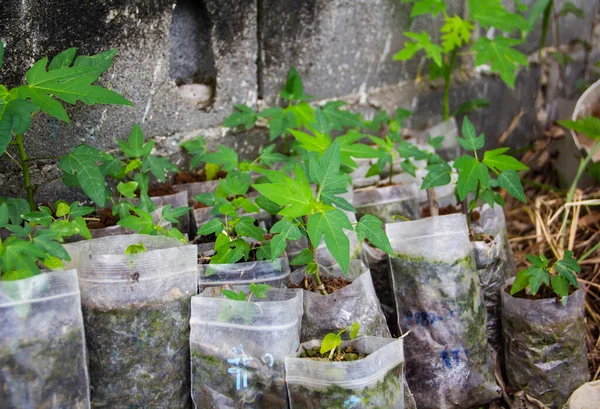 Små Träd Växer Från Odling Papaya Planteringspensel — Stockfoto