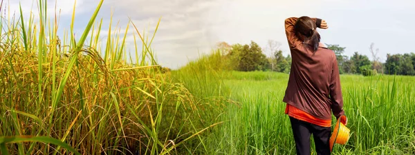 Çiftçi pirinç bitkisine bakarak durdu. Tayland 'daki pirinç tarlaları. Altın sarısı pirinç. Pirinç bitkisi hastalığı. Şapkalı bir çiftçi.