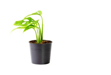 Beyaz arkaplanda siyah bir saksıda çiçek