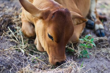 Kırmızı bir buzağı çayırda uyuyor. İnek suratını kapat. Buzağı ot yiyor.