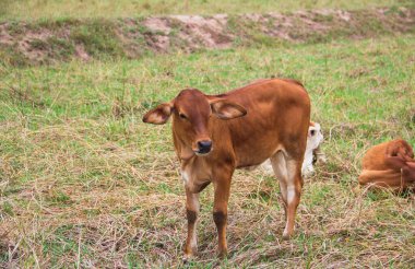 Kırmızı bir buzağı çayırda uyuyor. İnek suratını kapat. Buzağı ot yiyor.