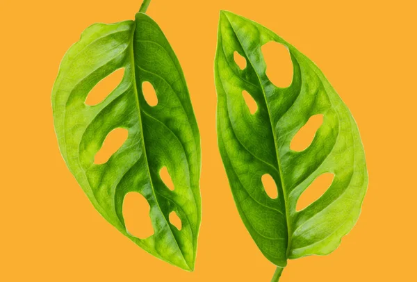 yeşil yaprakları sarı zemin üzerine izole.