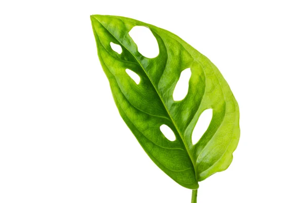 Beyaz arka planda yeşil yapraklar var. kırpma yolu