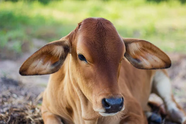Kırmızı bir buzağı çayırda uyuyor. İnek suratını kapat..