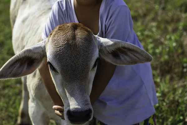 Close Cow Face Girl Hugging His Calf — Stock Photo, Image