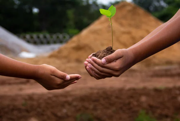 Enfant Avec Arbre Planté Dans Main Semis Bois Sol Main — Photo