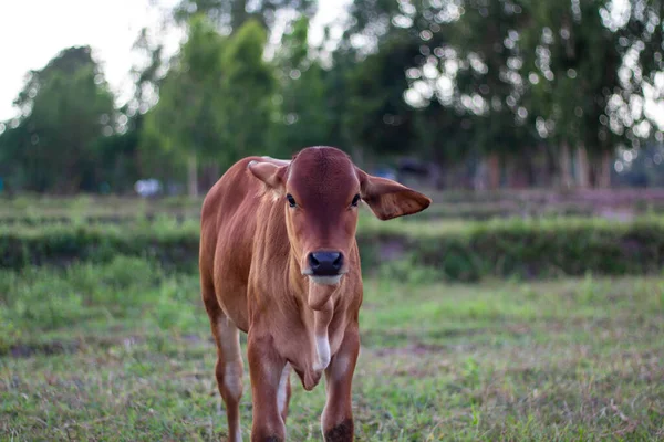 Close Cow Face Cow Eating Grass — Stock Photo, Image