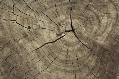 Kesilen tahta yüzeyde siyah ve beyaz çatlaklar var..