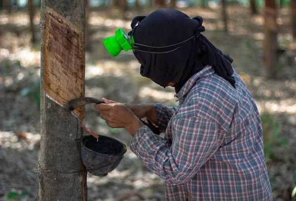 Kadın işçiler bahçede kauçuk ağaçları kestiler. Lastik tarlalarında çalışan kadın işçiler..