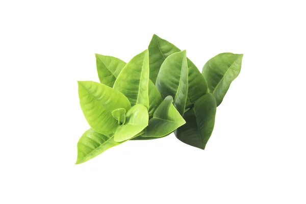 Leaf White Background Clipping Path Fresh Leaves Dried Mango Leaves — Stock Photo, Image